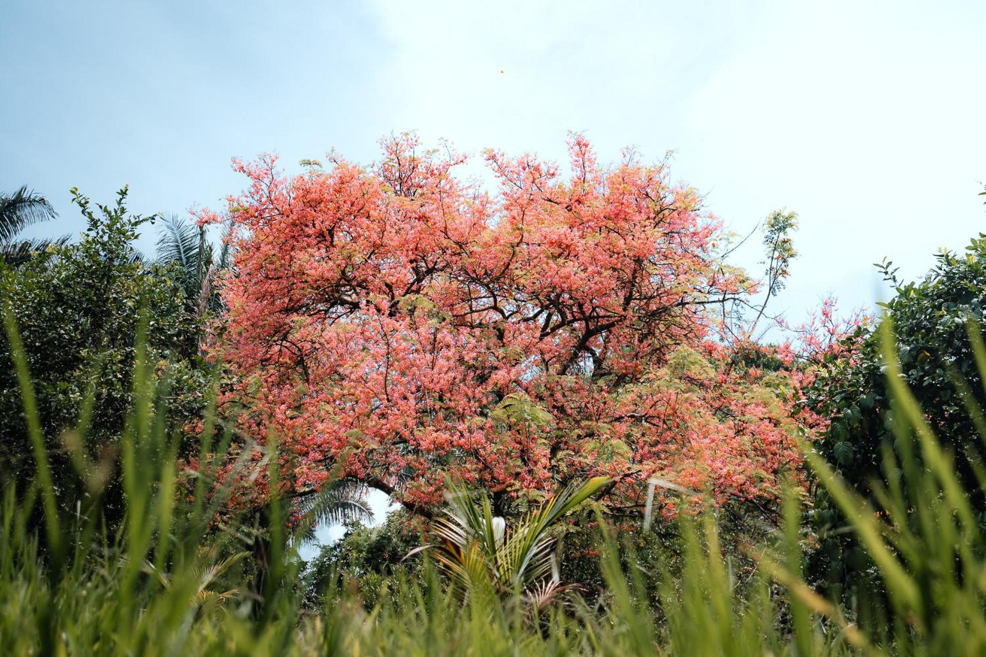 Natural Drake Bay Hotel Boutique Luaran gambar